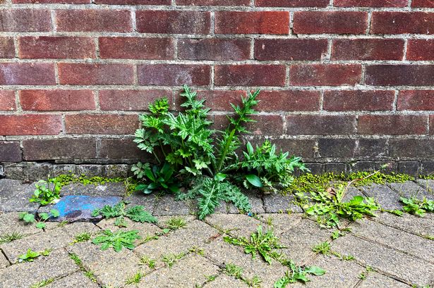 Banish gravel weeds in 'less than 24 hours' with two ingredients - not vinegar