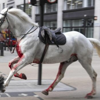 Bei Militärübung ausgebüxt: Blutüberströmte Pferde galoppieren durch London und verletzen mehrere Personen