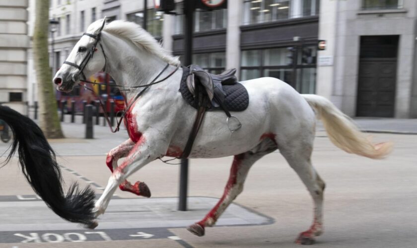 Bei Militärübung ausgebüxt: Blutüberströmte Pferde galoppieren durch London und verletzen mehrere Personen