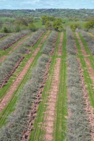 Cider giant chops down orchard to sell land