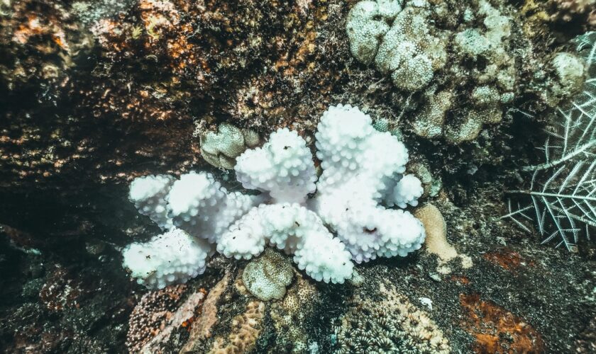 Climat: comme la science l'avait prédit, les coraux sont en train de mourir de chaud