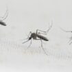 Comment les moustiques ont réussi à coloniser (presque) toute la planète