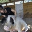 Del cerdo parapléjico a la yegua abandonada: La granja de Madrid en la que 300 animales maltratados tienen una segunda vida