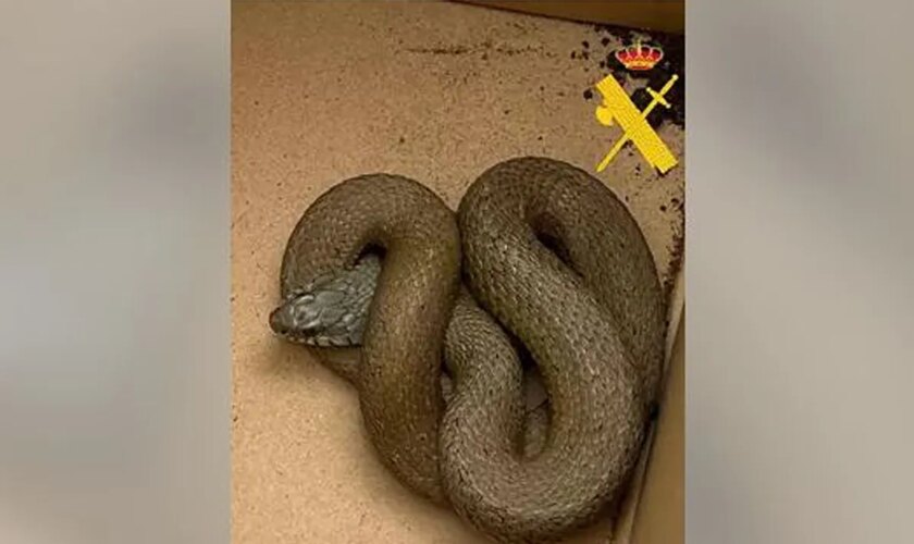 Encuentran una serpiente de metro y medio en el patio de un colegio de Mondoñedo (Lugo)