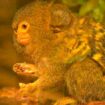 Großbritannien: Drei Zentimeter kleines Affenbaby geboren