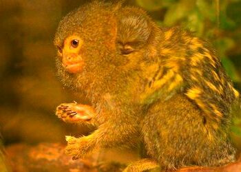 Großbritannien: Drei Zentimeter kleines Affenbaby geboren