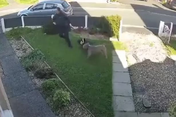 Horrific moment XL Bully attacks three other dogs as owners struggle to escape