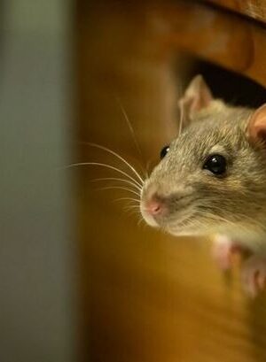 How to get rid of mice in your home as expert shares five super easy steps to follow