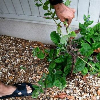 How to remove weeds from gravel driveways in under 24 hours with woman's 'most effective hack'