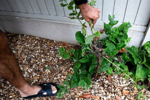 How to remove weeds from gravel driveways in under 24 hours with woman's 'most effective hack'
