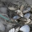 Invasive Muschelart breitet sich aus: Bodensee-Wasserwerke kämpfen gegen verstopfte Leitungen