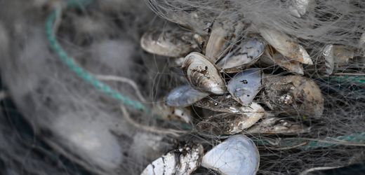 Invasive Muschelart breitet sich aus: Bodensee-Wasserwerke kämpfen gegen verstopfte Leitungen