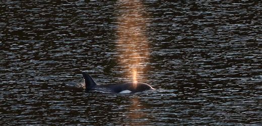 Kanada: Rettung von Orca-Kalb vor Vancouver Island erfolgreich
