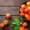 La production française d’abricots fortement menacée par les intempéries
