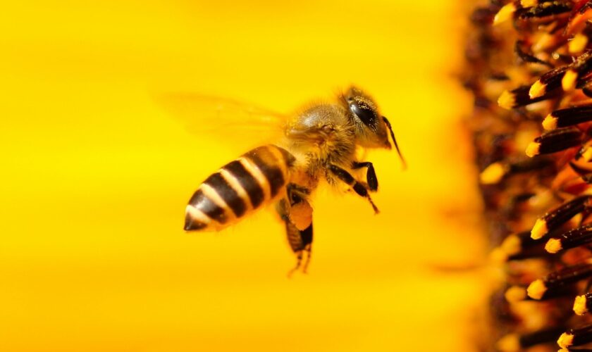 Les abeilles sont en danger, mais c'est moins inquiétant qu'on ne le pense
