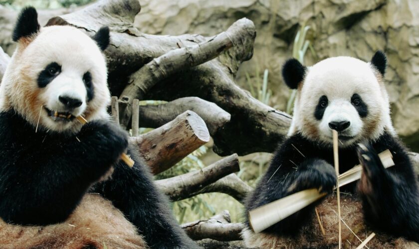 Les pandas ont une libido trop basse, leurs bactéries intestinales pourraient être en cause
