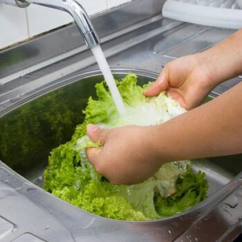 Lettuce will stay crisp and fresh for six weeks with correct method - with no moulding