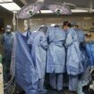 Organtransplantation: Patient mit Schweineniere aus dem Krankenhaus entlassen
