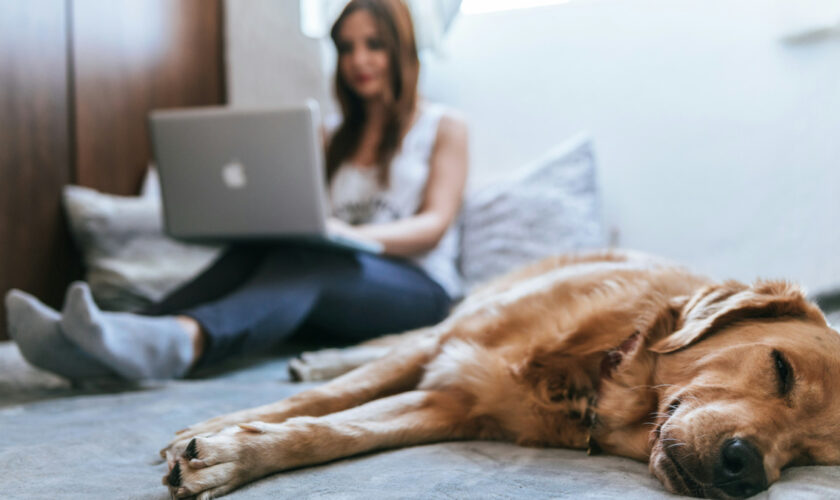 Passer du temps avec son chien améliore la concentration et réduit le stress