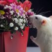 Savvy hack for keeping rats from your garden by using everyday kitchen item they 'cannot stand'