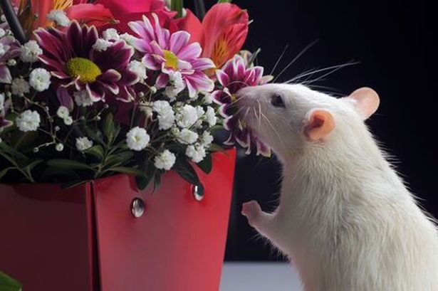 Savvy hack for keeping rats from your garden by using everyday kitchen item they 'cannot stand'
