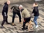 Shocking moment dog owner repeatedly kicks crazed animal as it mauls another pooch 'after throwing its muzzle off when row broke out on the street'