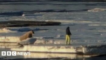 Man seen approaching a walrus on an ice floe
