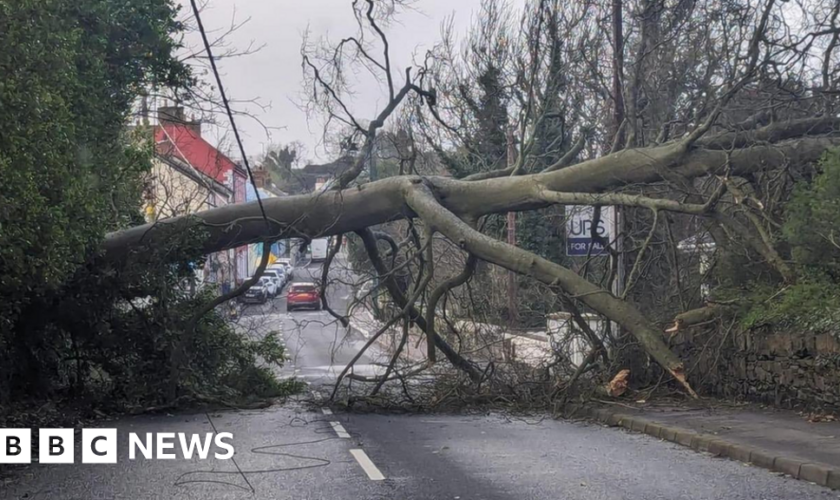 Tree down in Killyleagh, County Down