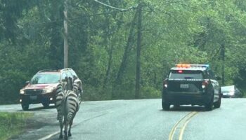 US-Bundesstaat Washington: Ausgebüxte Zebras legen Verkehr auf Autobahn lahm