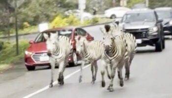 "Verrückt!": Entlaufene Zebras treiben ihr Unwesen in Kleinstadt – letztes Tier noch immer flüchtig