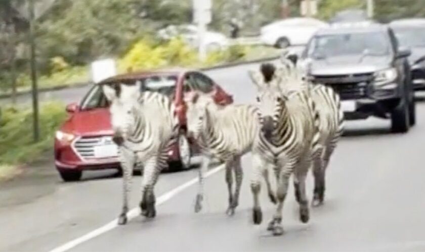 "Verrückt!": Entlaufene Zebras treiben ihr Unwesen in Kleinstadt – letztes Tier noch immer flüchtig