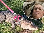 Wally the emotional support alligator goes missing while on Georgia vacation with his owner