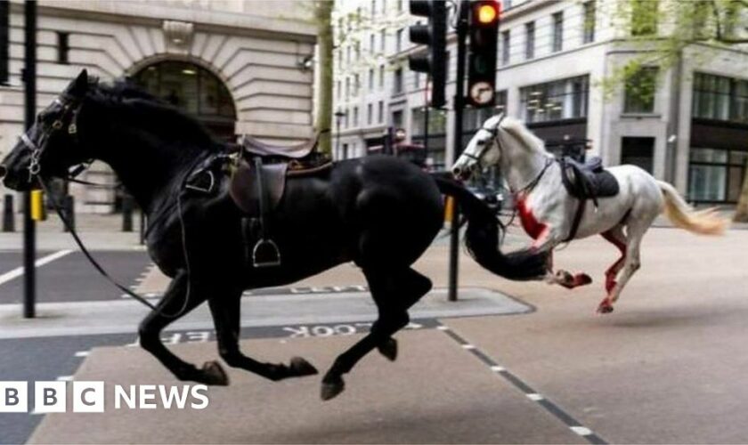 A black horse and a white horse run free in central London