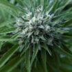 Le gouvernement américain va reclasser le cannabis comme une drogue moins dangereuse