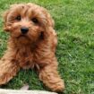 Red cavapoo puppy. file pic: iStock