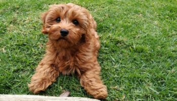 Red cavapoo puppy. file pic: iStock