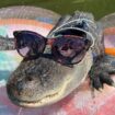 Wally the emotional support alligator stolen during Georgia vacation trip was released into swamp