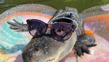 Wally the emotional support alligator stolen during Georgia vacation trip was released into swamp