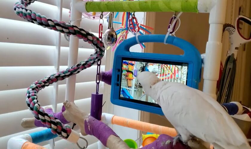 BEST QUALITY AVAILABLE Undated handout photo issued by University of Glasgow of a parrot taking part in their study which suggests pet parrots taught to make video calls on Facebook Messenger may prefer live chats with their friends rather than listen to recorded messages. Issue date: Thursday May 2, 2024.