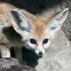 Fennec fox. Pic: Exmoor Zoo