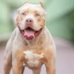 Stock photo of an american bully xl dog Pic: iStock