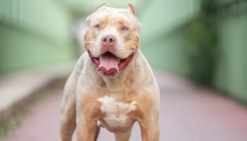 Stock photo of an american bully xl dog Pic: iStock