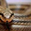 Les serpents venimeux pourraient migrer en masse en raison du réchauffement climatique