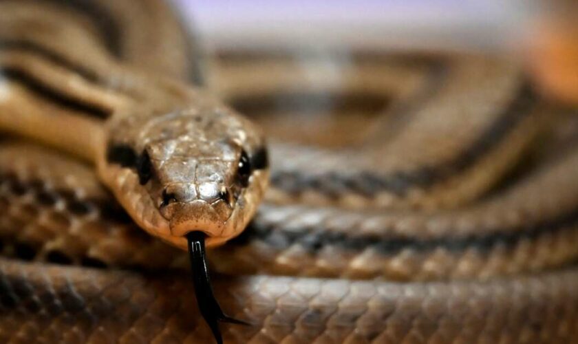 Les serpents venimeux pourraient migrer en masse en raison du réchauffement climatique