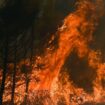 Août 2027, un méga-feu dans l'Hérault : l’inquiétante hypothèse d’un "suremballement"