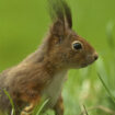 Liaisons dangereuses : lèpre, écureuils roux et humains dans l’Angleterre médiévale