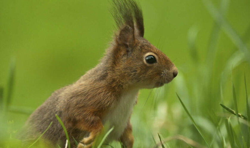 Liaisons dangereuses : lèpre, écureuils roux et humains dans l’Angleterre médiévale