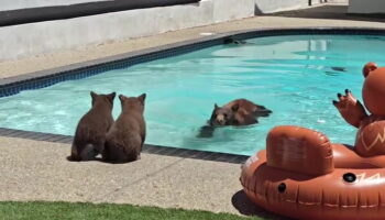 Mother bear shows cubs how to swim in California pool as residents watch on