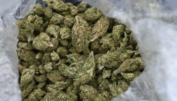 70 kg de cannabis ont été découverts chez la maire d'Avallon dans l'Yonne, Jamilah Habsaoui, lors de perquisitions réalisées dans le cadre d'une opération judiciaire