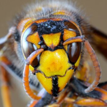 The Asian giant or 'murder' hornet